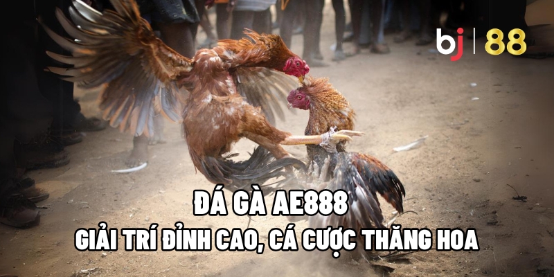 Đá Gà AE888 – Giải Trí Đỉnh Cao, Cá Cược Thăng Hoa 1 Đá gà AE888