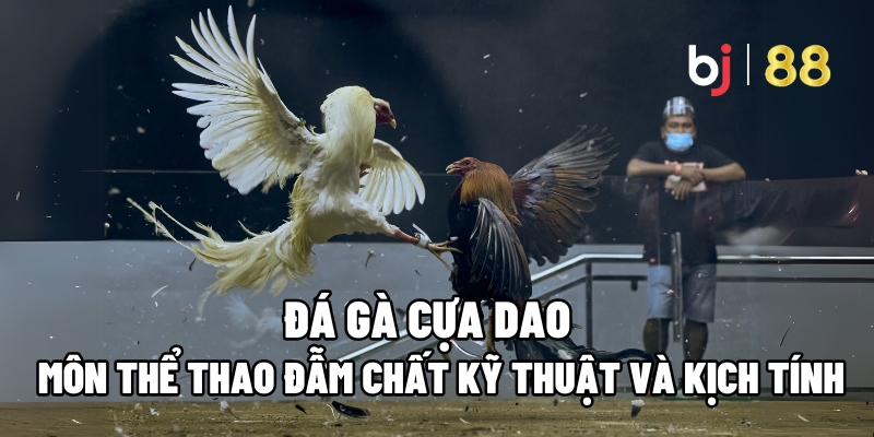 Đá gà cựa dao
