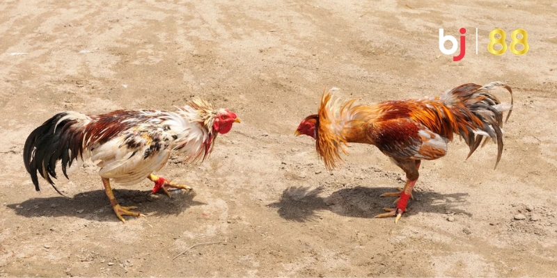 Đá Gà Cựa Sắt BJ88 – Tìm Hiểu Luật Chơi Và Chiến Lược 2 Giới thiệu về đá gà cựa sắt