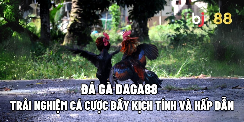 Đá Gà Daga88 – Trải Nghiệm Cá Cược Đầy Kịch Tính Và Hấp Dẫn 1 Đá gà Daga88