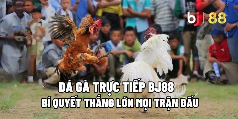Đá Gà Trực Tiếp